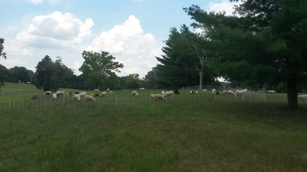 20180728_134106 – Ferebee Farm